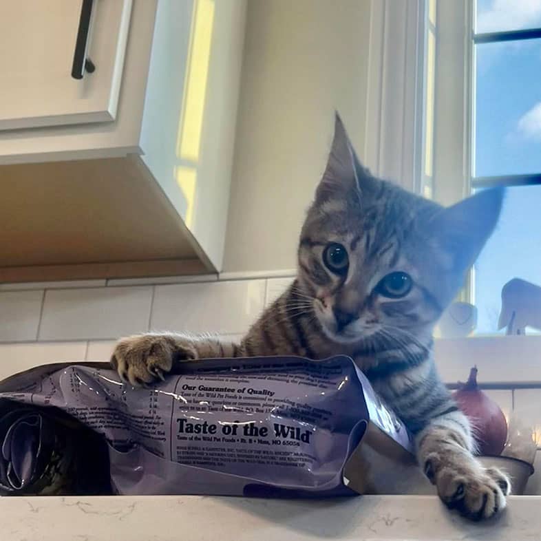 A cat sitting on a kitchen counter with its paw on a bag of Taste of the Wild food.