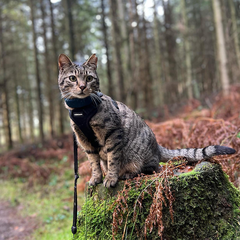 Striped Cyprus cat wearing blue harness sitting on tree stump in forest | Taste of the Wild