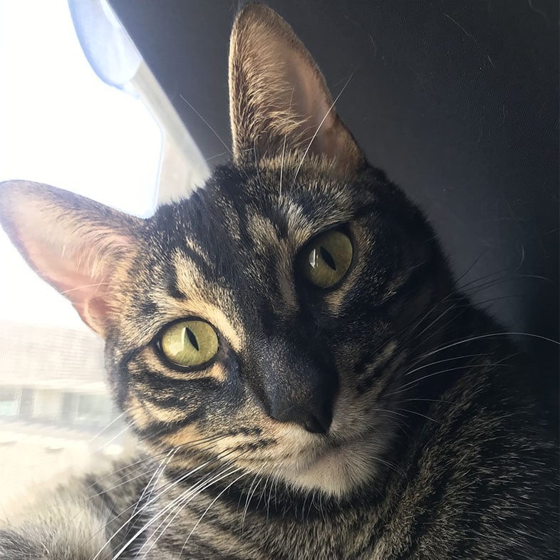 Tabby Cat Close-Up to Camera | Taste of the Wild