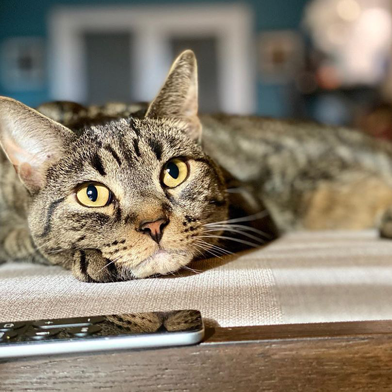 Tabby Cat on the Couch | Taste of the Wild