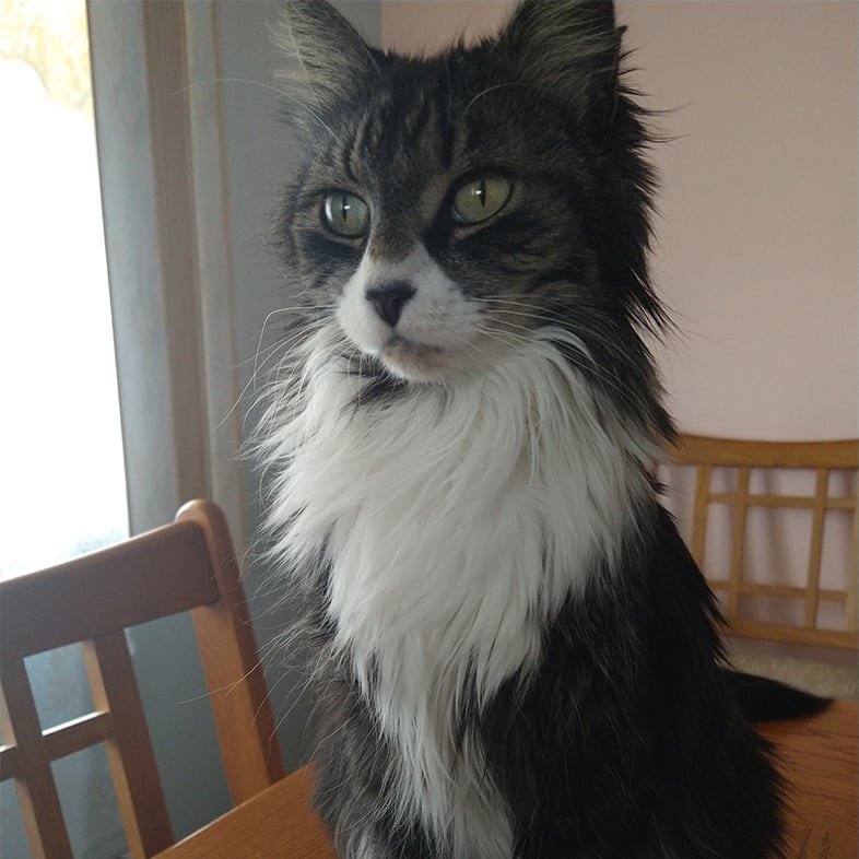 Tabby Cat Sitting on a Table | Taste of the Wild