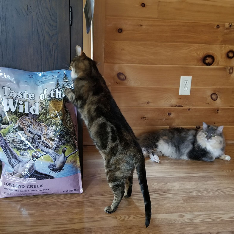 Tabby Smelling Taste of the Wild Food Bag | Taste of the Wild