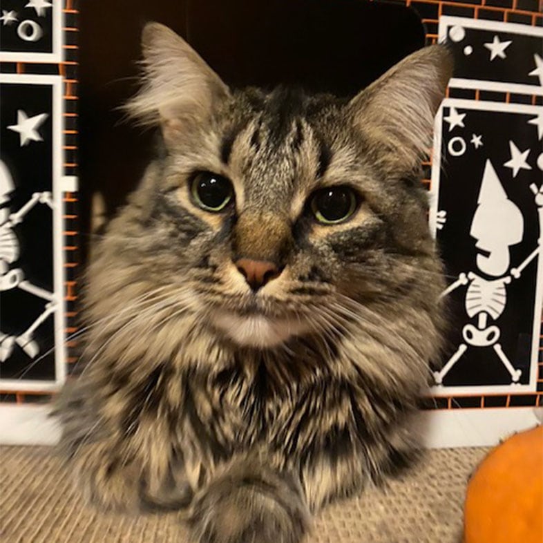 Tabby Coon Cat Lying on Floor | Taste of the Wild