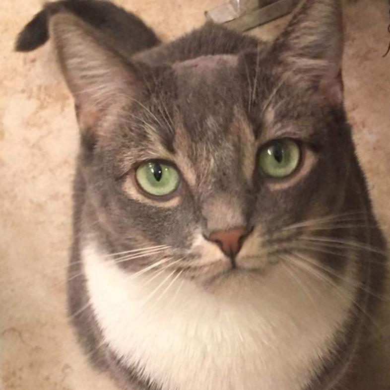 Tabby Looking Up at Camera | Taste of the Wild