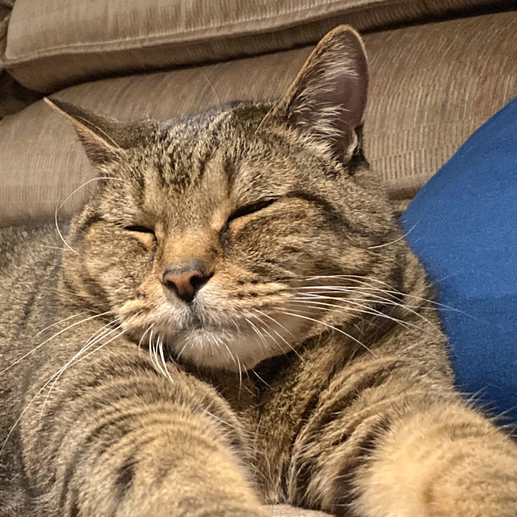Tabby Stretching on Couch | Taste of the Wild