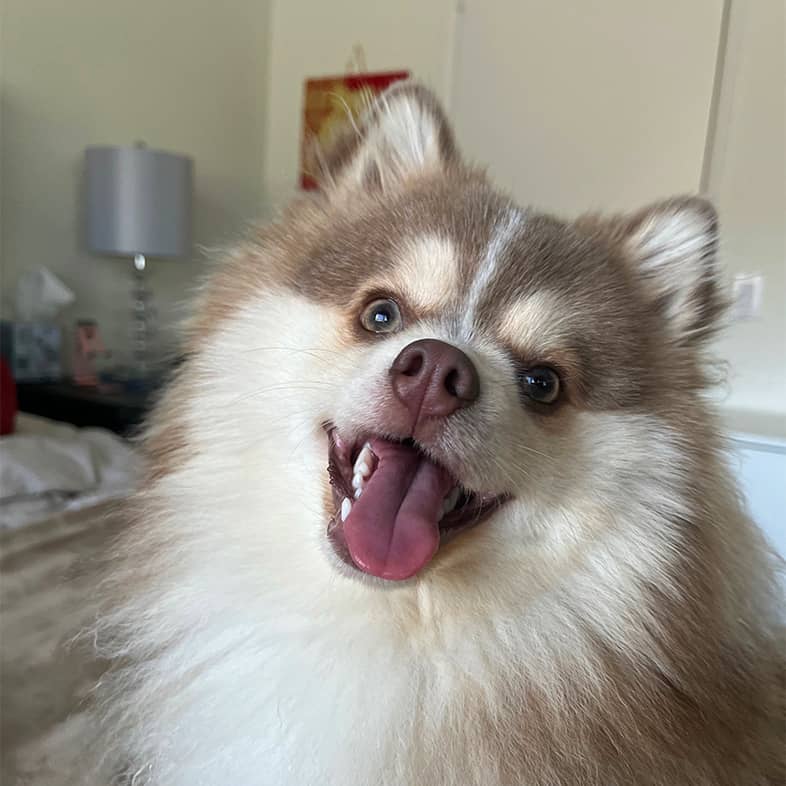 Tan and brown Pomsky sitting on a bed and sticking tongue out.
