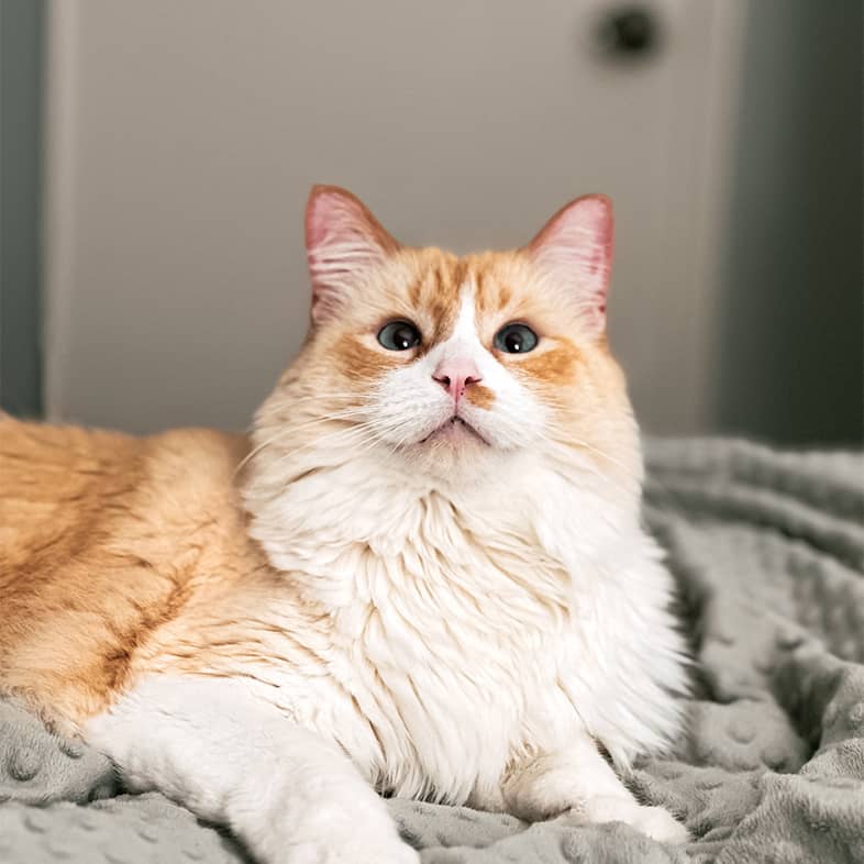 Tan and white flame point ragdoll cat lying down on a bed and looking up.