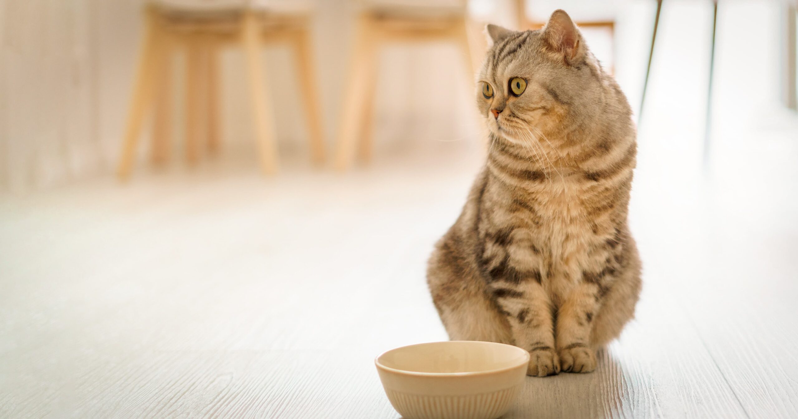 A tan and black striped cat sitting on the floor in front of an empty food bowl.