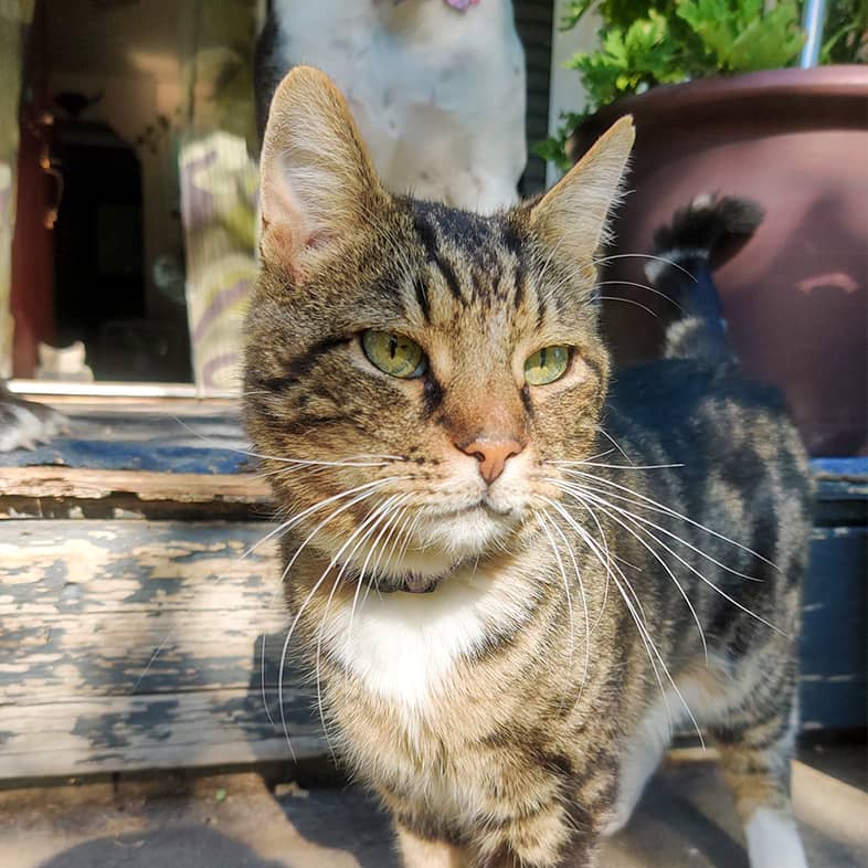 A tan, brown and white striped cat standing on a step.