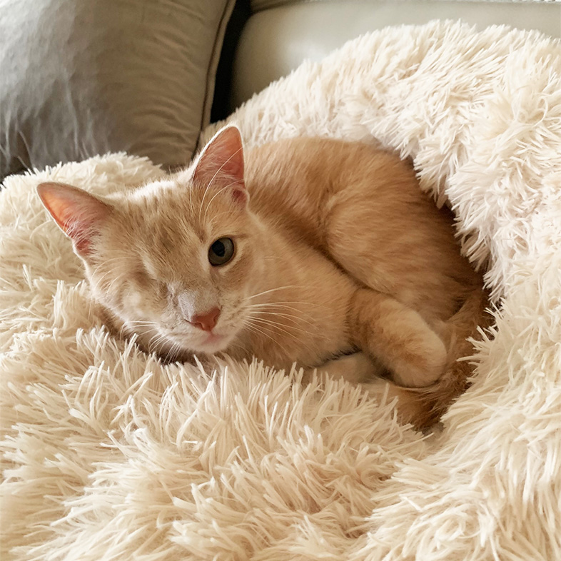Tan domestic shorthair cat with one eye curled up on a cream furry blanket.