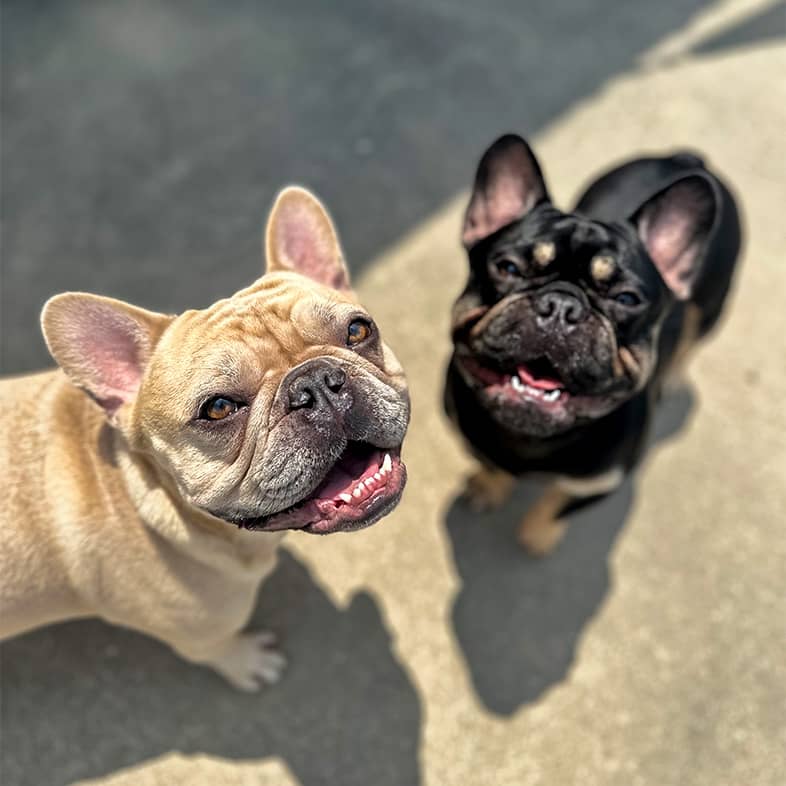 A tan French bulldog and black French bulldog standing and looking up at the camera.