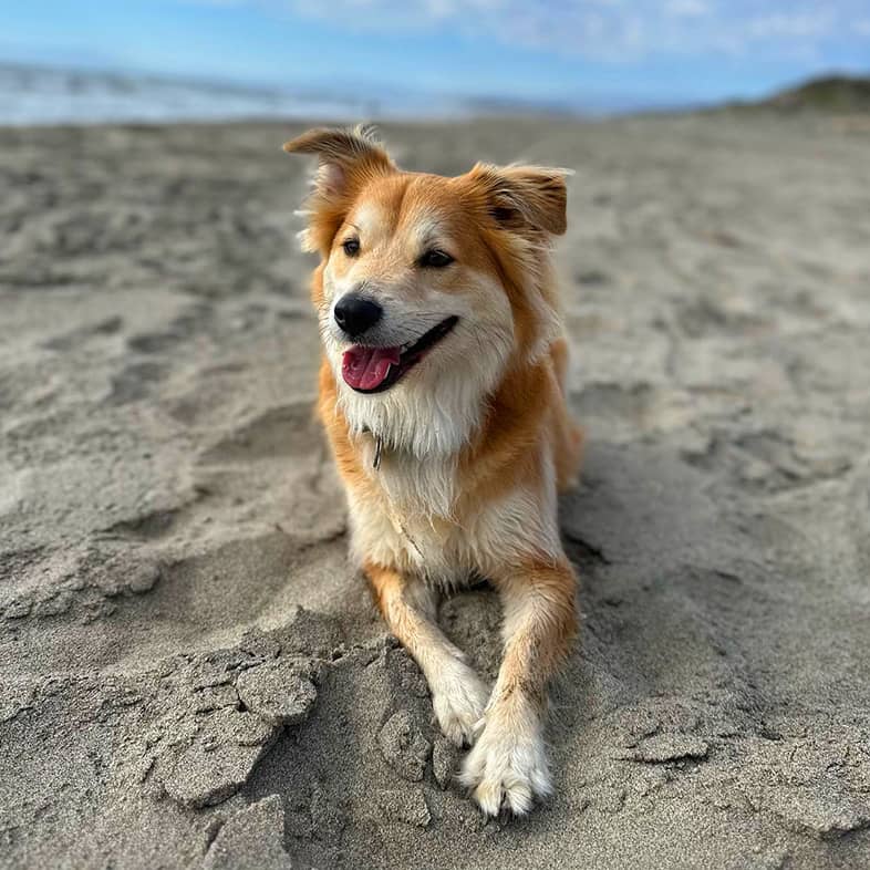 Tan mixed breed dog lying down in the sand.