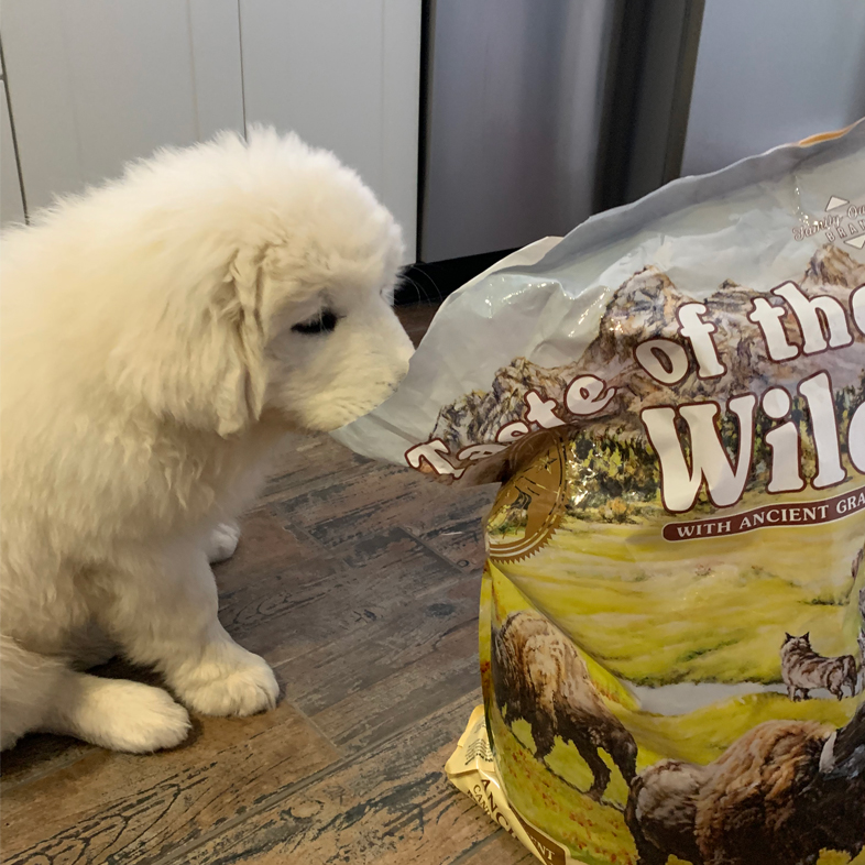 Tatra Shepherd Smelling Taste of the Wild Food Bag | Taste of the Wild