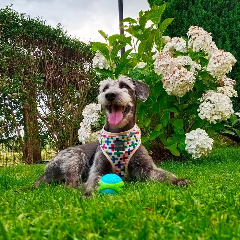 Terrier Mix Lying in Lush Garden with Colorful Ball | Taste of the Wild