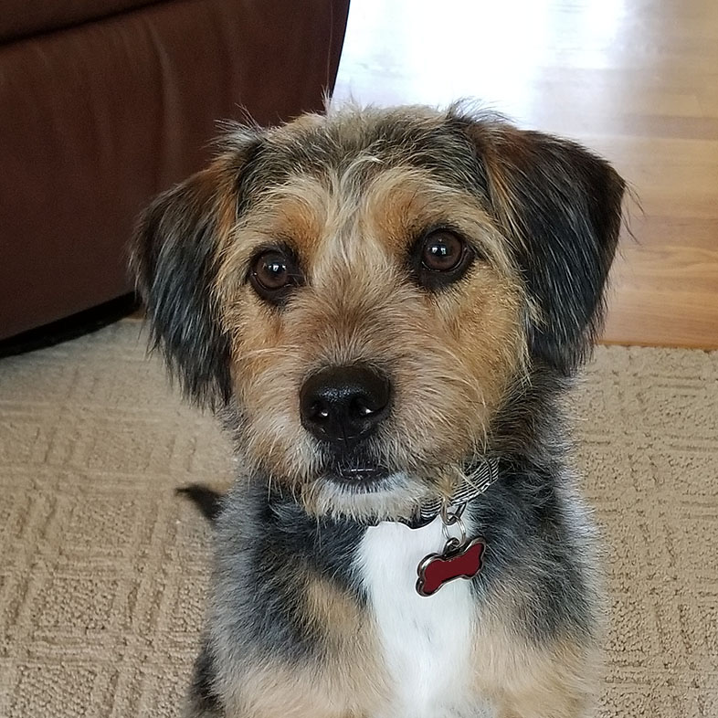 Terrier Sitting on Carpet | Taste of the Wild