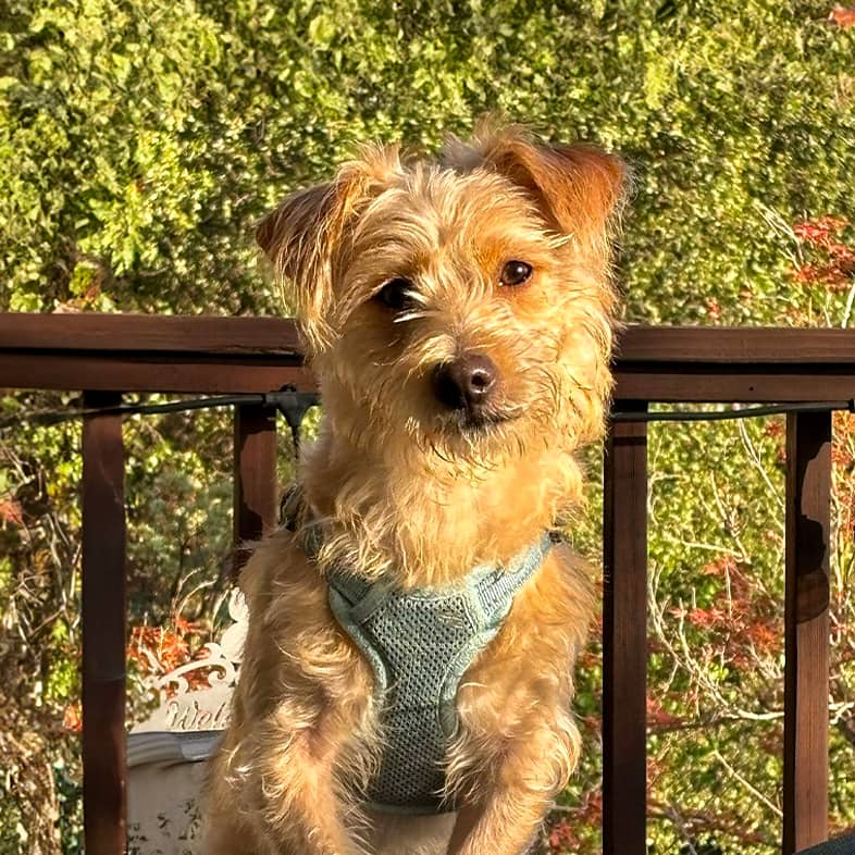 A terrier wearing a green harness sitting on chair on a deck.