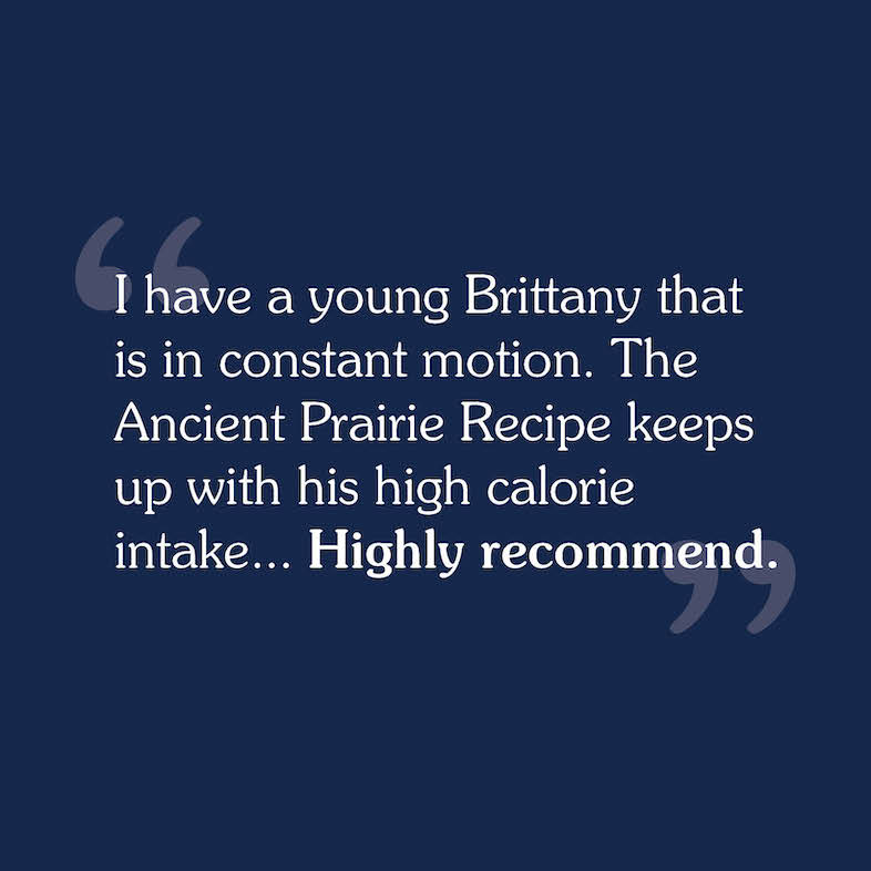 A consumer review that reads, 'I have a young Brittany that is in constant motion. The Ancient Prairie Recipe keeps up with his high calorie intake... Highly recommend'.