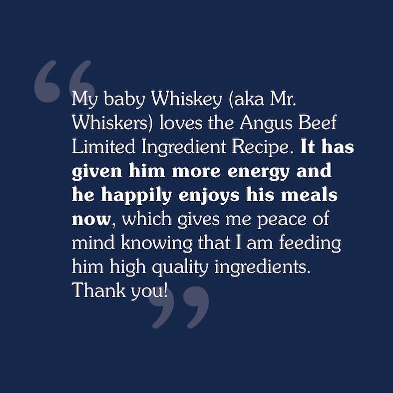 A text review image for PREY Angus Beef Recipe for Cats that reads, 'My baby Whiskey (aka Mr. Whiskers) loves the Angus Beef Limited Ingredient Recipe. It has given him more energy and he happily enjoys his meals now, which gives me peace of mind knowing that I am feeding him high quality ingredients. Thank you'.