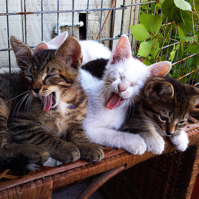 Three Cats Lying Next to Each Other | Taste of the Wild
