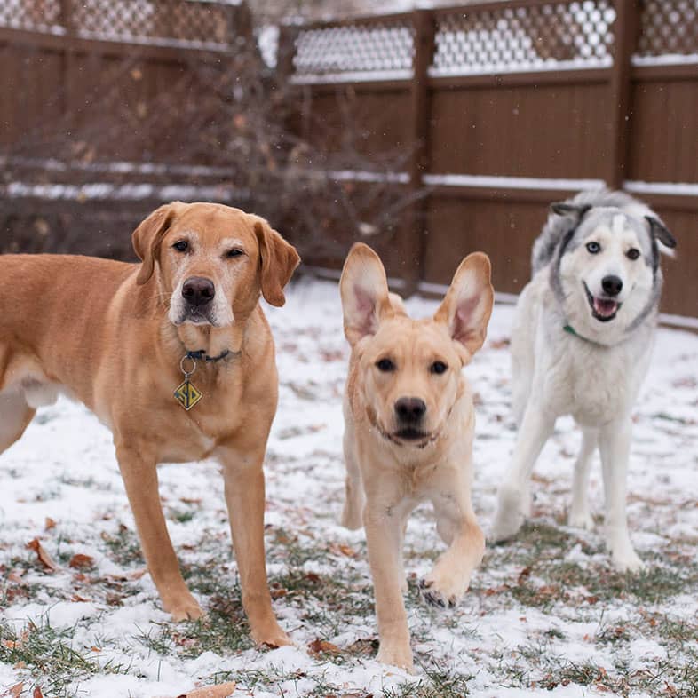 Three dogs in a snowy backyard with a wooden fence in the background.