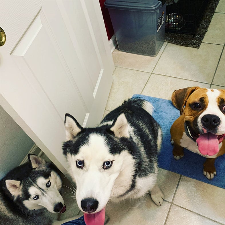Three Dogs Looking Up with Tongues Sticking Out | Taste of the Wild