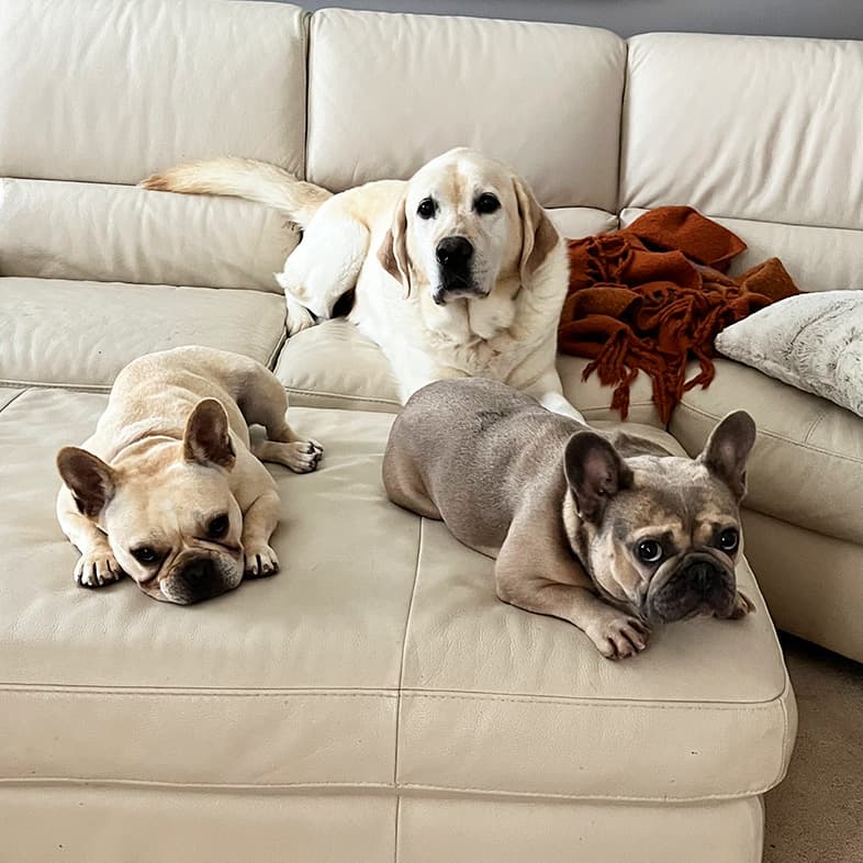 Three Dogs Lying on Couch | Taste of the Wild