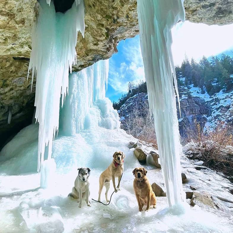 Three dogs sitting on a floor of ice in the ice caves of Rifle, Colorado.