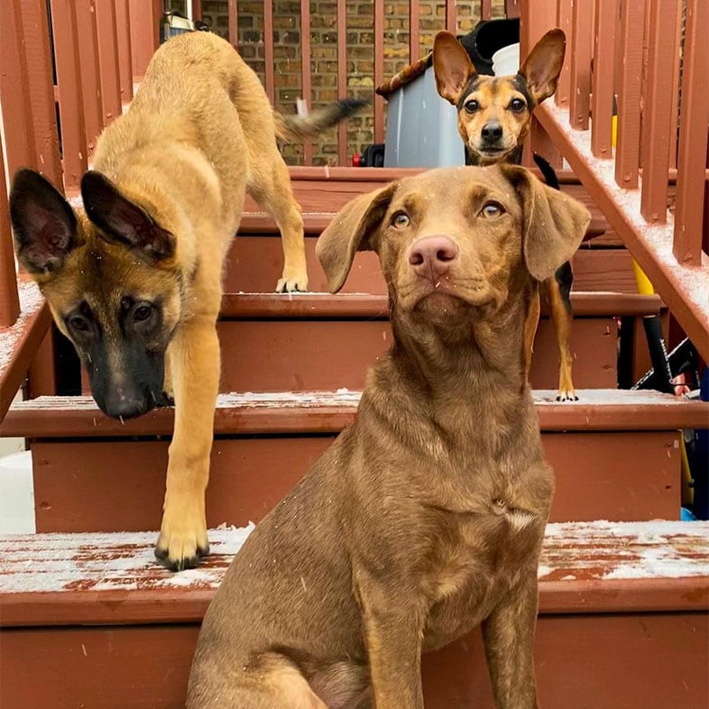 Labrador Mixed Breed Dog with a Miniature Pinscher Dog and a German Shepherd Dog on Stairs | Taste of the Wild