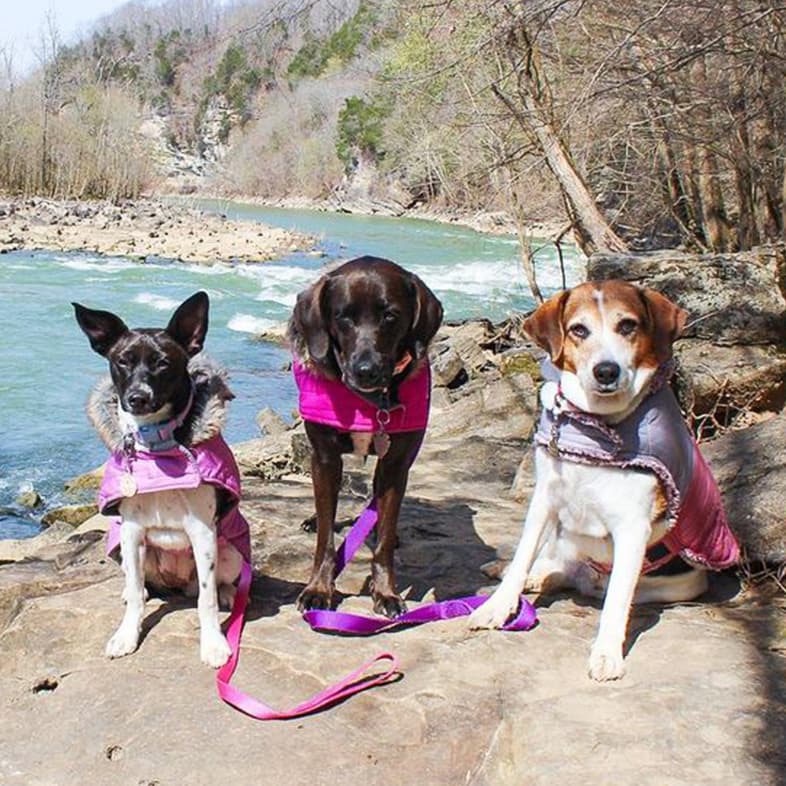 Three dogs wearing pink harnesses sitting next to a stream | Taste of the Wild