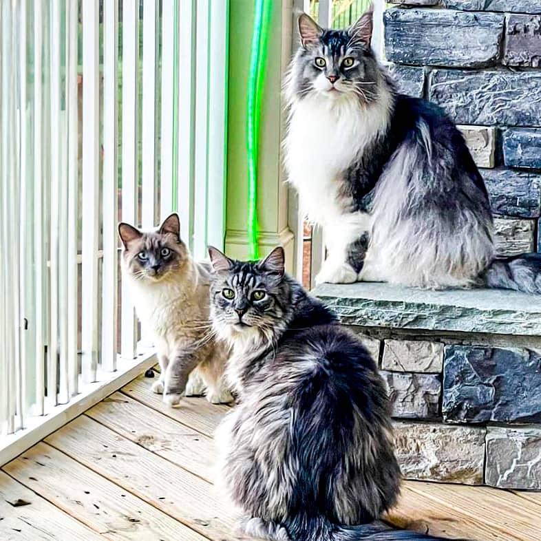 Three gray and white cats sit near a window and stone fireplace and look back at the camera.