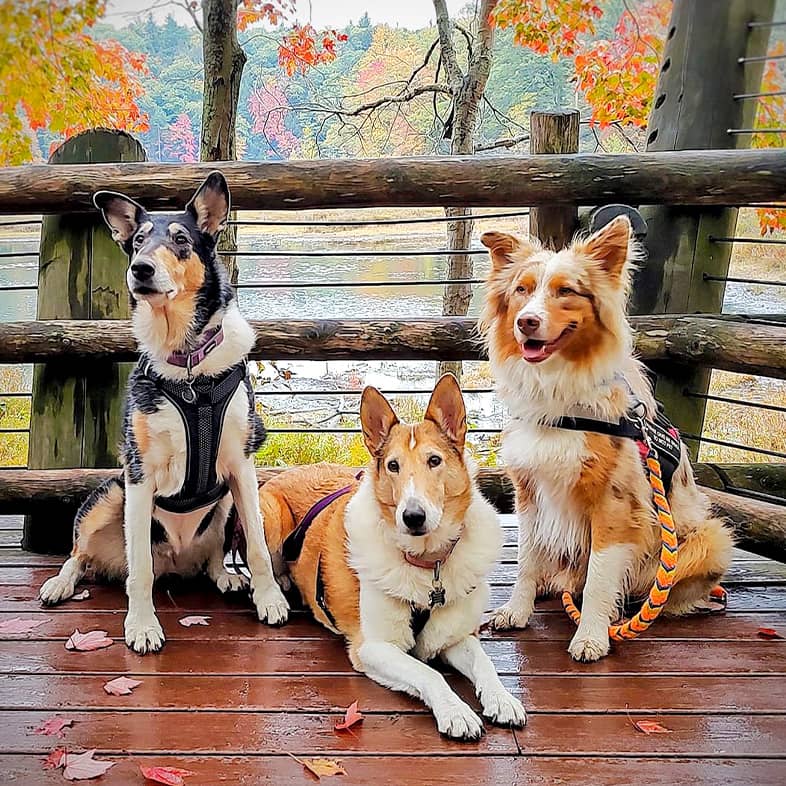 Three mixed breed dogs sitting together on a wooden deck in front of fall leaves.