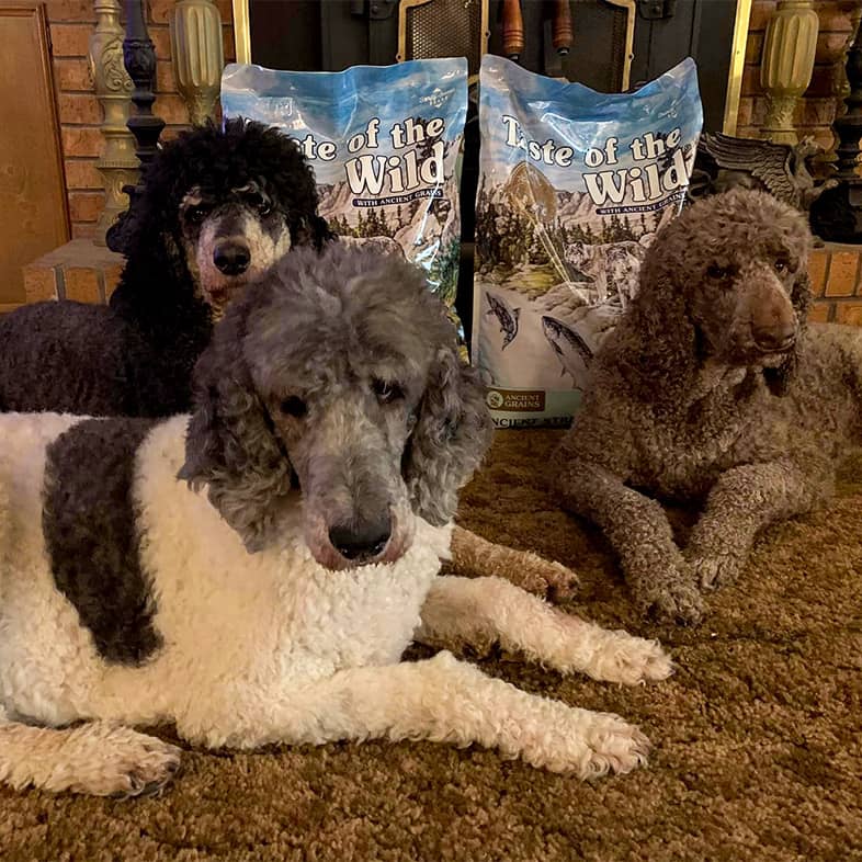 Three poodles of different colors lying in front of two bags of Ancient Stream Canine Recipe.