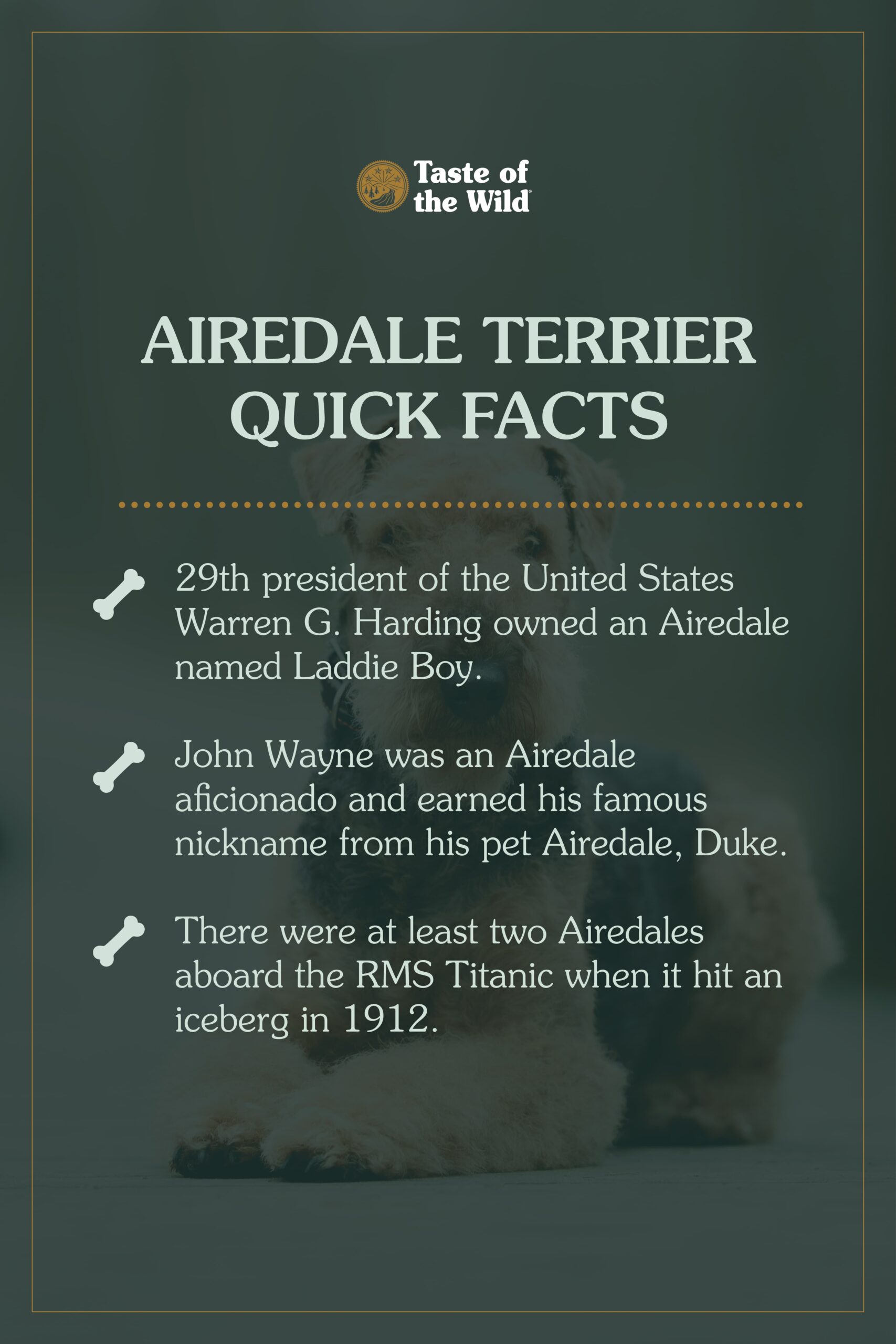 An interior graphic with three quick facts about Airedale terriers.