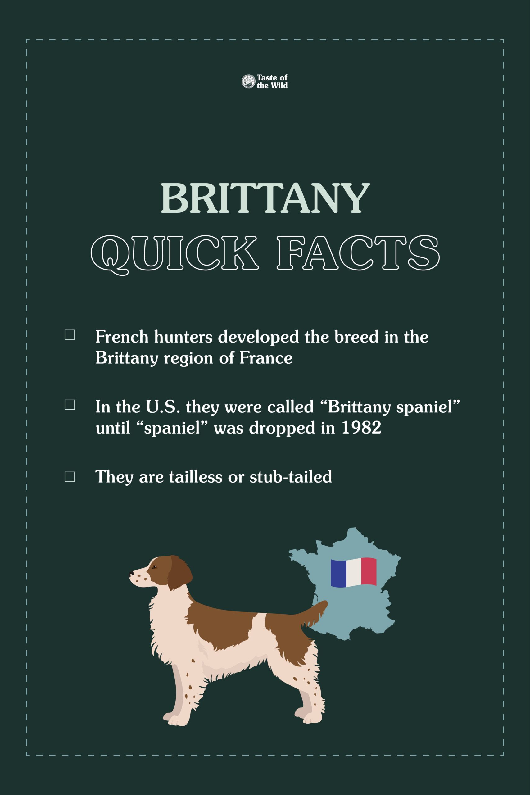 An interior graphic detailing three quick facts about Brittanys.