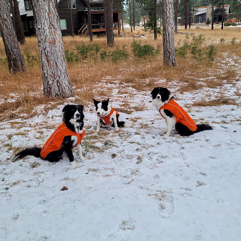 Three white and black dogs sitting outside in the snow wearing orange vests.
