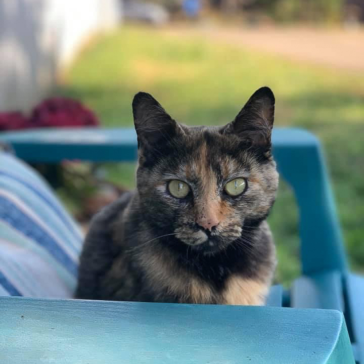 Tortoiseshell on Chair Looking at Camera | Taste of the Wild