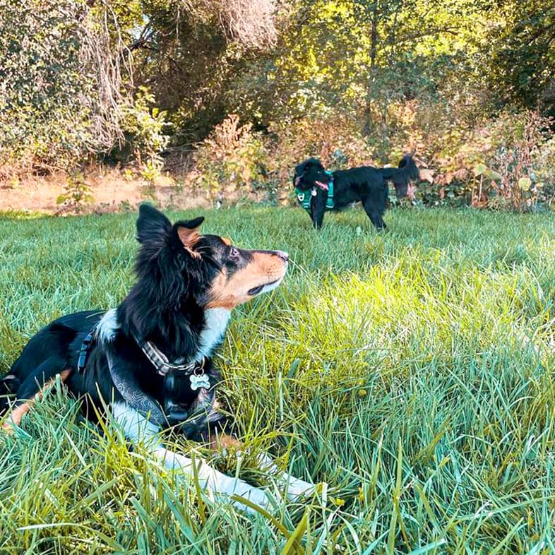 A tri-colored mixed breed dog lying in the grass while a black dog stands in the background.