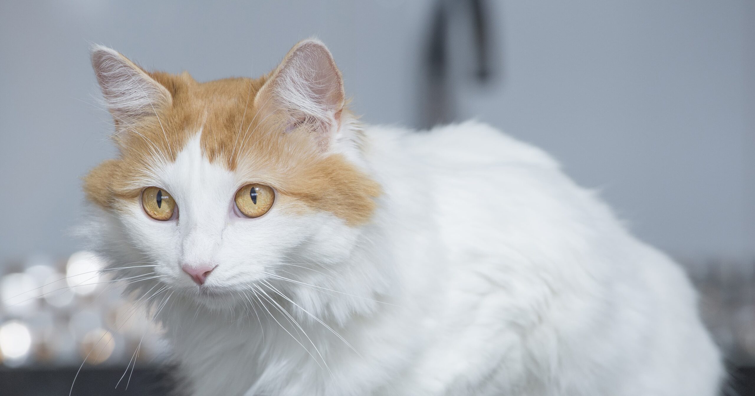 Turkish van cat in the snow.