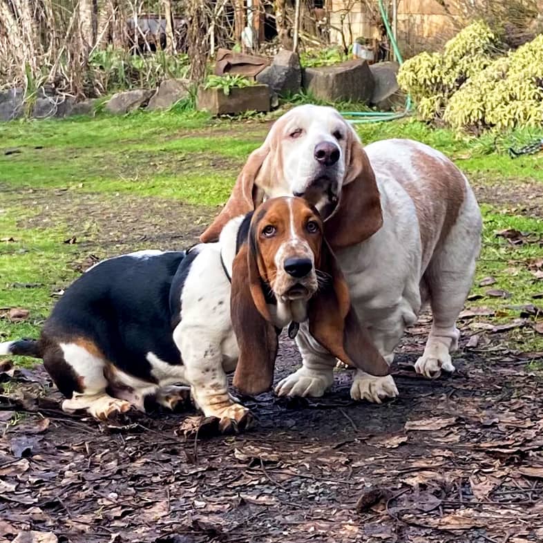 Two basset hounds stand on a path covered in mud and leaves and look towards the camera.