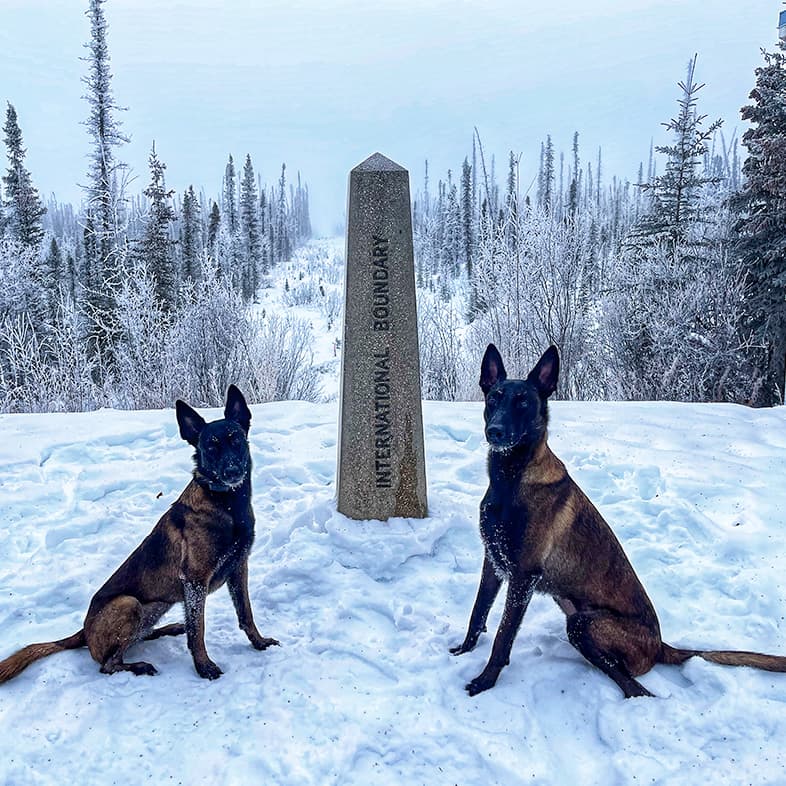 Two black and brown dogs sitting outside in the snow next to an international boundary sign.
