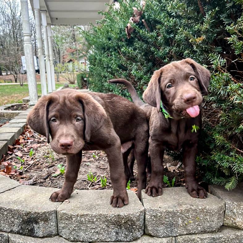 Two brown Labrador retriever puppies stand on stone blocks.