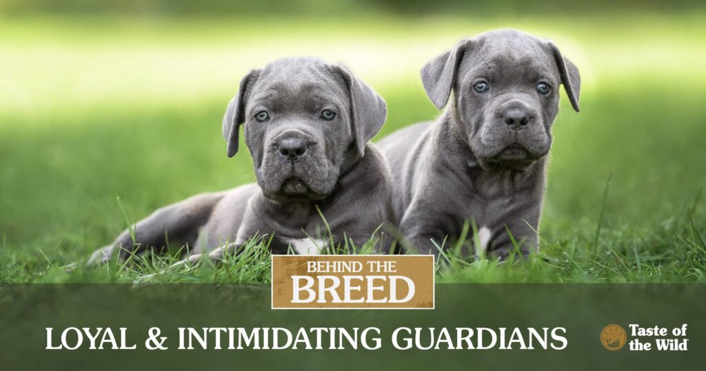 Two cane corso puppies sitting together in green grass.