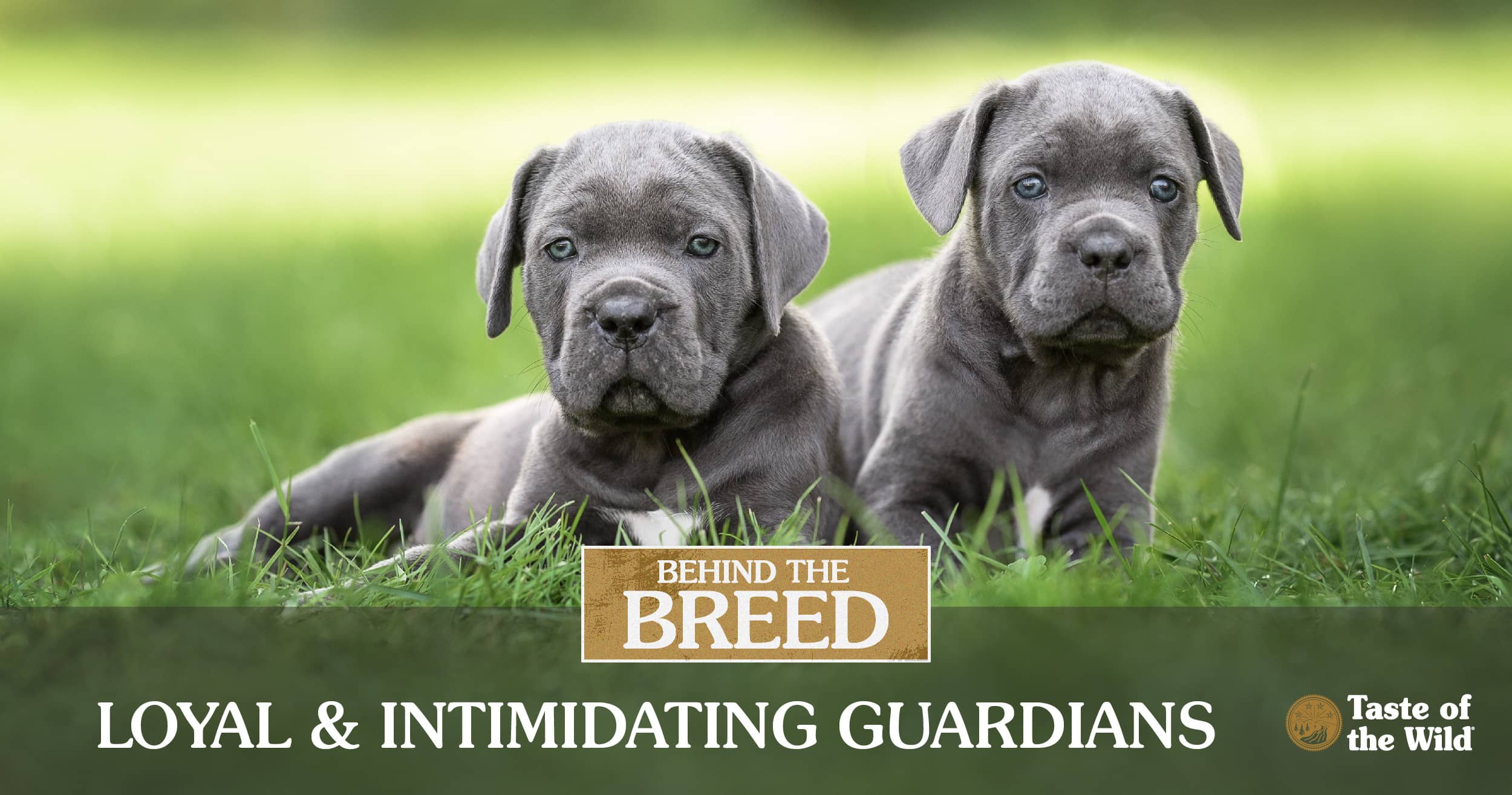 Two cane corso puppies sitting together in green grass.