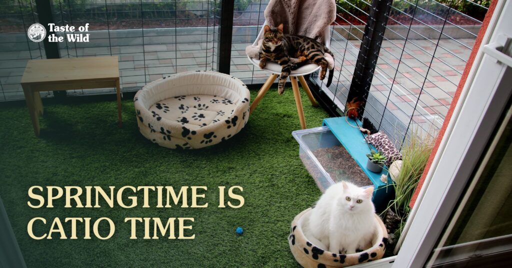 Two cats sitting in an enclosed catio playroom out on a patio.