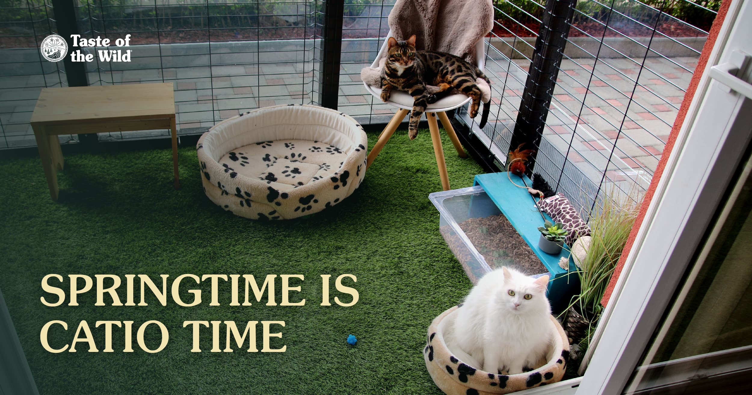Two cats sitting in an enclosed catio playroom out on a patio.