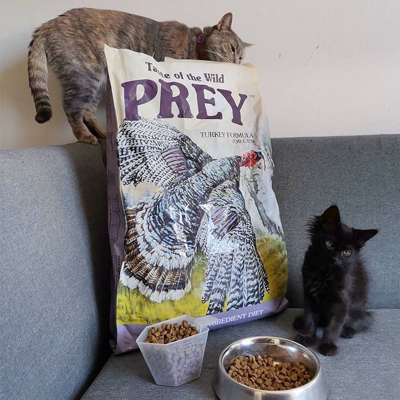 Two Cats with Taste of the Wild PREY Food Bag | Taste of the Wild