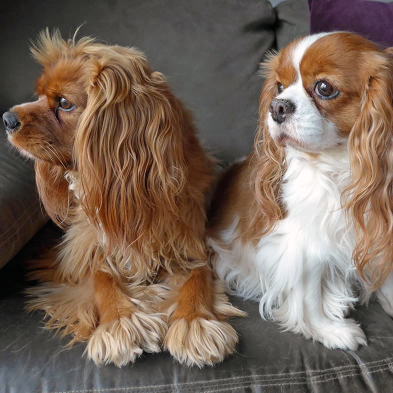 Two Cavalier King Charles Spaniels Lounging on the Couch Together | Taste of the Wild
