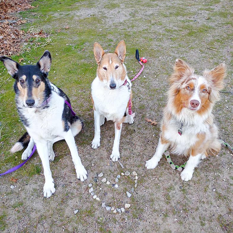 Two collies and an Australian shepherd sit in the grass and have a heart shaped from rocks sitting on the ground in front of them.