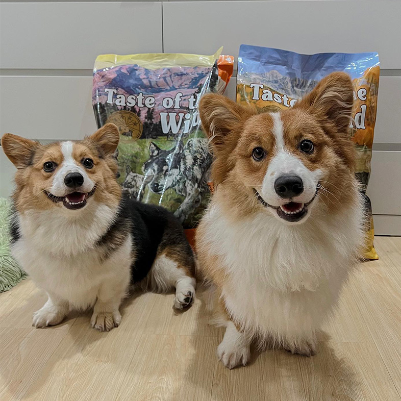 Two corgis sitting in front of Taste of the Wild bags and smiling at the camera.