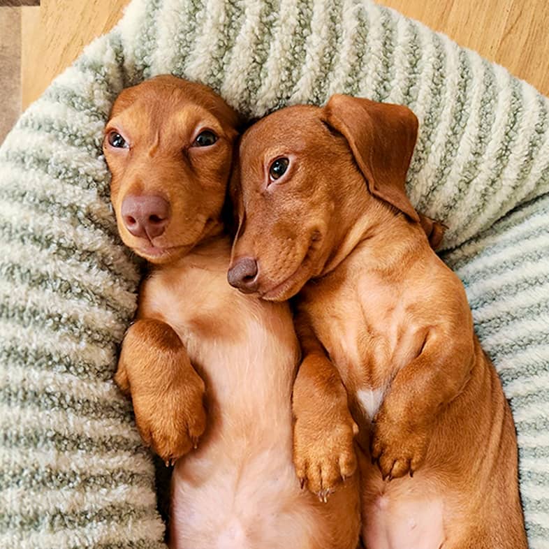 Two dachshunds lying down together in a small striped dog bed.